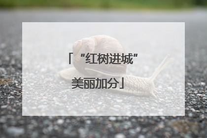 “红树进城” 美丽加分