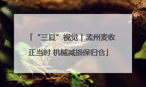“三夏”视觉｜孟州麦收正当时 机械减损保归仓