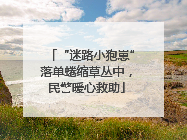 “迷路小狍崽”落单蜷缩草丛中，民警暖心救助