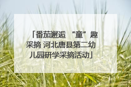 番茄邂逅 “童”趣采摘 河北唐县第二幼儿园研学采摘活动