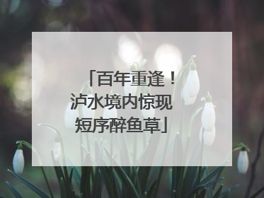 百年重逢！泸水境内惊现短序醉鱼草