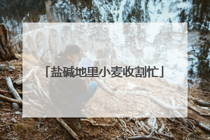 盐碱地里小麦收割忙