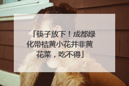 筷子放下！成都绿化带桔黄小花并非黄花菜，吃不得
