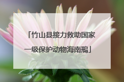竹山县接力救助国家一级保护动物海南鳽
