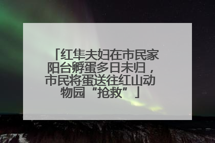 红隼夫妇在市民家阳台孵蛋多日未归，市民将蛋送往红山动物园“抢救”