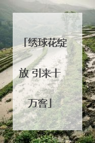 绣球花绽放 引来十万客