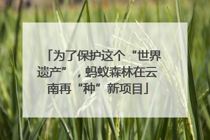 为了保护这个“世界遗产”，蚂蚁森林在云南再“种”新项目