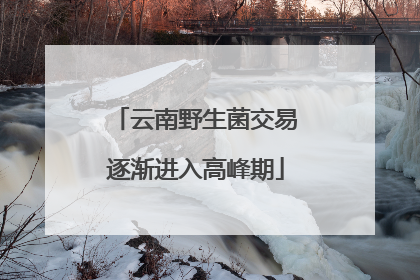 云南野生菌交易逐渐进入高峰期