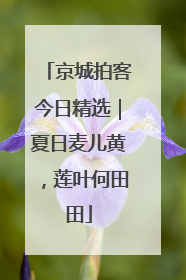 京城拍客今日精选｜夏日麦儿黄，莲叶何田田