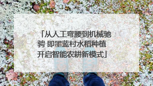 从人工弯腰到机械驰骋 即墨蓝村水稻种植开启智能农耕新模式