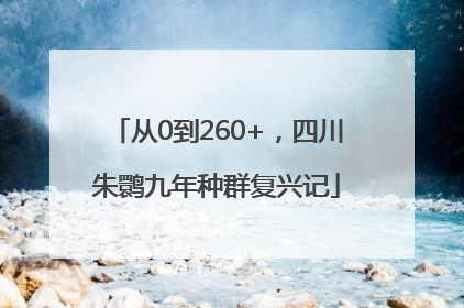 从0到260+，四川朱鹮九年种群复兴记