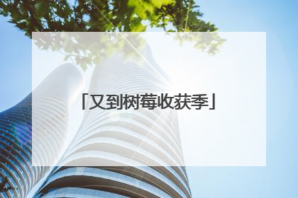 又到树莓收获季