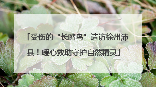 受伤的“长嘴鸟”造访徐州沛县！暖心救助守护自然精灵