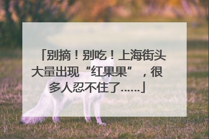 别摘！别吃！上海街头大量出现“红果果”，很多人忍不住了……