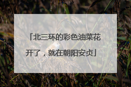 北三环的彩色油菜花开了，就在朝阳安贞