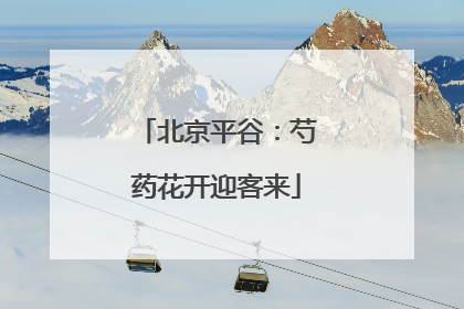 北京平谷：芍药花开迎客来