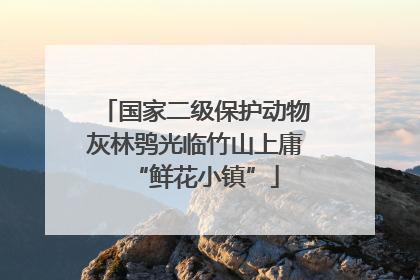 国家二级保护动物灰林鸮光临竹山上庸“鲜花小镇”