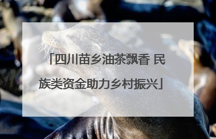 四川苗乡油茶飘香 民族类资金助力乡村振兴
