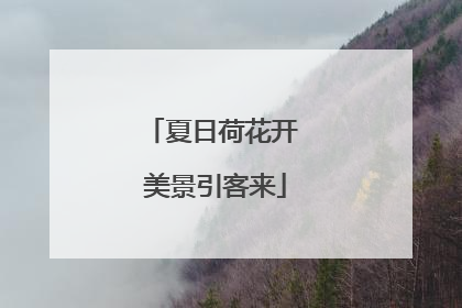 夏日荷花开 美景引客来