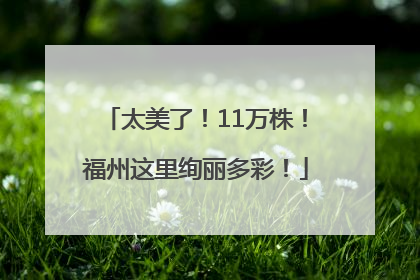 太美了！11万株！福州这里绚丽多彩！