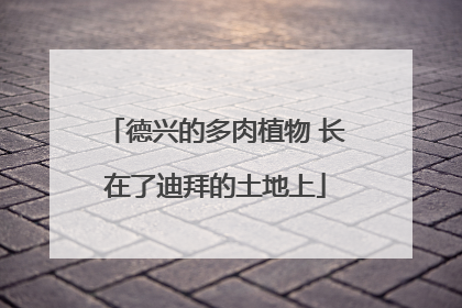 德兴的多肉植物 长在了迪拜的土地上
