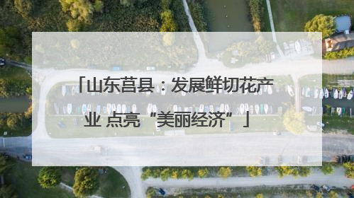 山东莒县：发展鲜切花产业 点亮“美丽经济”