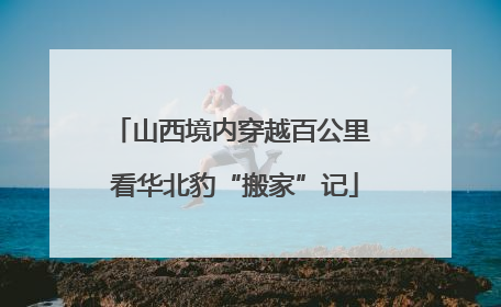 山西境内穿越百公里 看华北豹“搬家”记