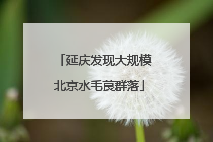 延庆发现大规模北京水毛茛群落
