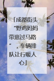 成都街头“野鸡妈妈带崽过马路”，车辆排队让行暖人心