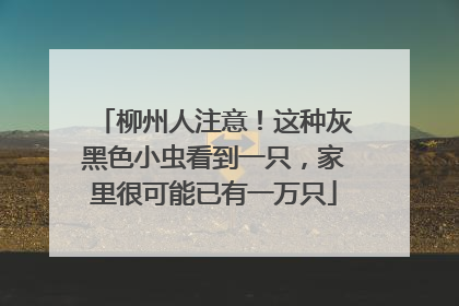 柳州人注意！这种灰黑色小虫看到一只，家里很可能已有一万只