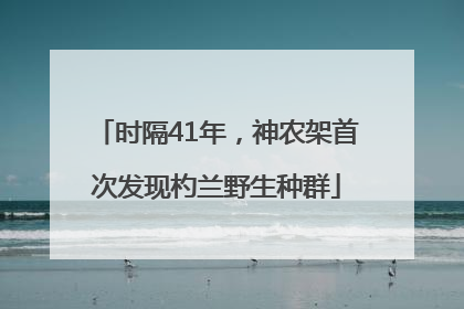 时隔41年，神农架首次发现杓兰野生种群
