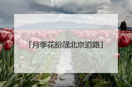 月季花扮靓北京道路