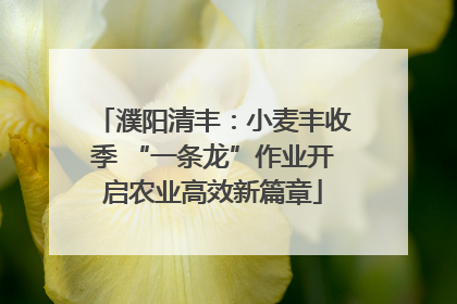 濮阳清丰：小麦丰收季 “一条龙”作业开启农业高效新篇章