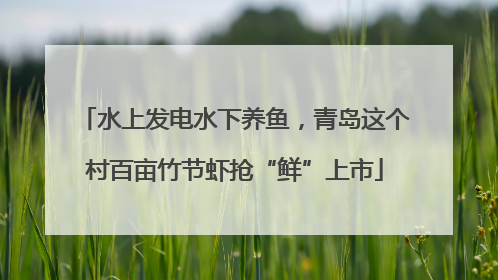 水上发电水下养鱼，青岛这个村百亩竹节虾抢“鲜”上市