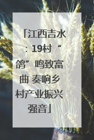 江西吉水：19村“鸽”鸣致富曲 奏响乡村产业振兴强音