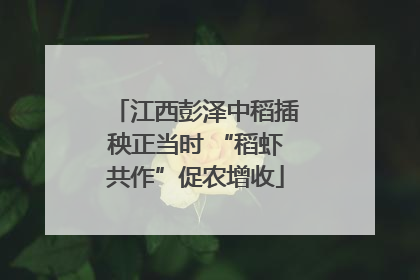 江西彭泽中稻插秧正当时 “稻虾共作”促农增收