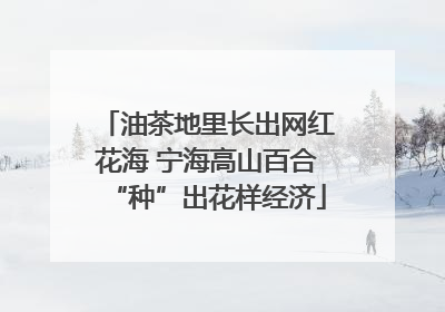 油茶地里长出网红花海 宁海高山百合“种”出花样经济