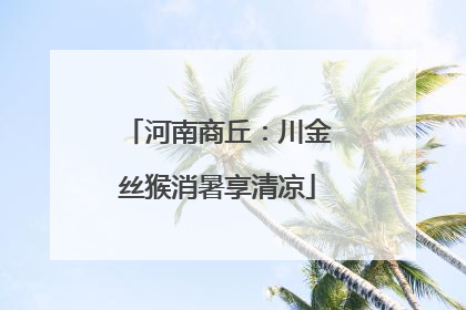 河南商丘：川金丝猴消暑享清凉