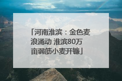 河南淮滨：金色麦浪涌动 淮滨80万亩弱筋小麦开镰