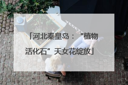 河北秦皇岛：“植物活化石”天女花绽放