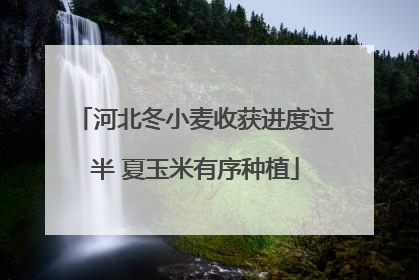 河北冬小麦收获进度过半 夏玉米有序种植