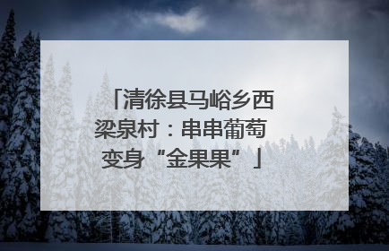 清徐县马峪乡西梁泉村：串串葡萄变身“金果果”