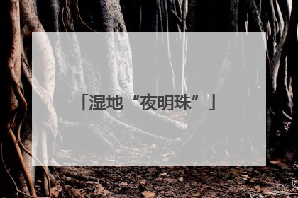 湿地“夜明珠”