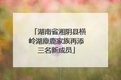 湖南省湘阴县横岭湖麋鹿家族再添三名新成员