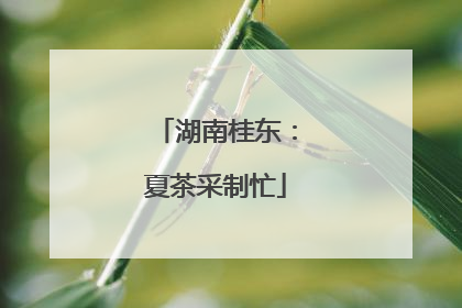 湖南桂东：夏茶采制忙