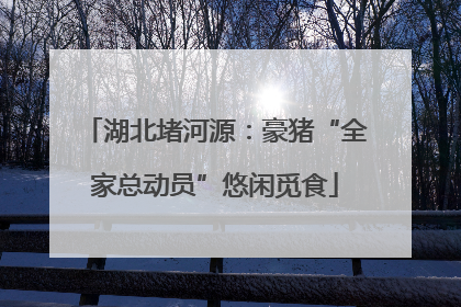 湖北堵河源：豪猪“全家总动员”悠闲觅食