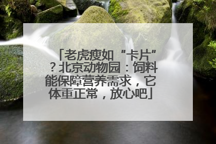 老虎瘦如“卡片”？北京动物园：饲料能保障营养需求，它体重正常，放心吧