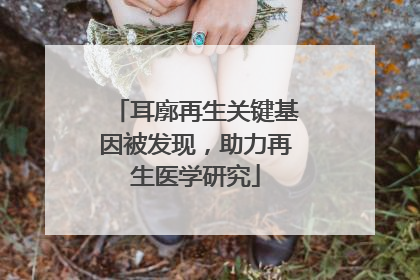 耳廓再生关键基因被发现，助力再生医学研究