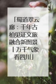 蜀道翠云廊：千年古柏见证文旅融合新图景丨万千气象看四川