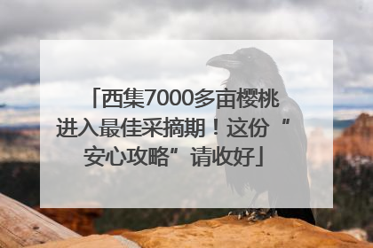 西集7000多亩樱桃进入最佳采摘期！这份“安心攻略”请收好